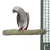 Żerdź do pielęgnacji pazurów L 35x5 cm od ParrotPlanet.pl