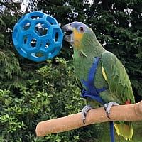 Orzeszkowy sejf - gumowa piłka z dzwonkiem - dla średnich i dużych papug od ParrotPlanet.pl