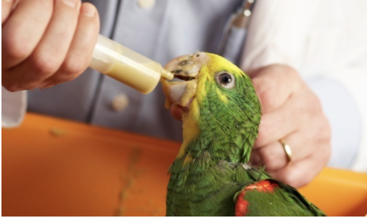 Hagen Hari Tropican Hand Feeding Formula - Pokarm do ręcznego karmienia piskląt 400g od ParrotPlanet.pl