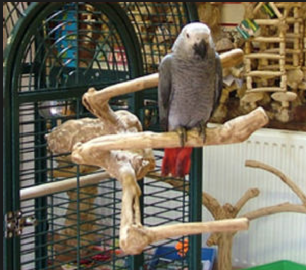 Żerdź JAVA gałąź L dla dużych papug od ParrotPlanet.pl