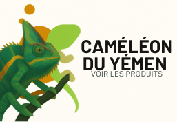 Caméléon du Yémen