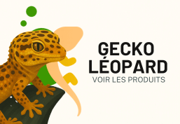Gecko léopard