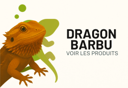 Dragon barbu