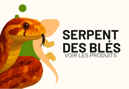Serpent des blés