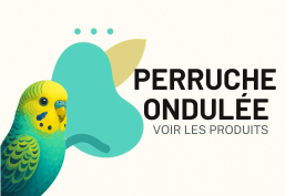 Perruche ondulée