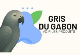 Gris du Gabon