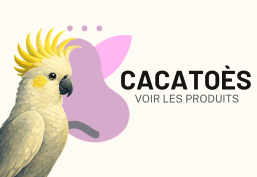 Cacatoès