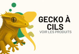 Gecko à clis